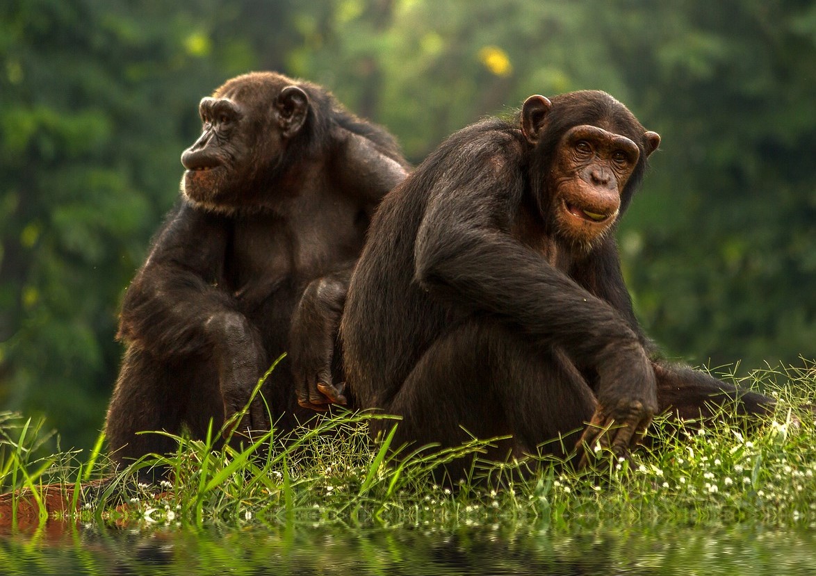 Green Crypto Chimpzee Helps to Fight Climate Change using Blockchain Technology – Next Big Thing?