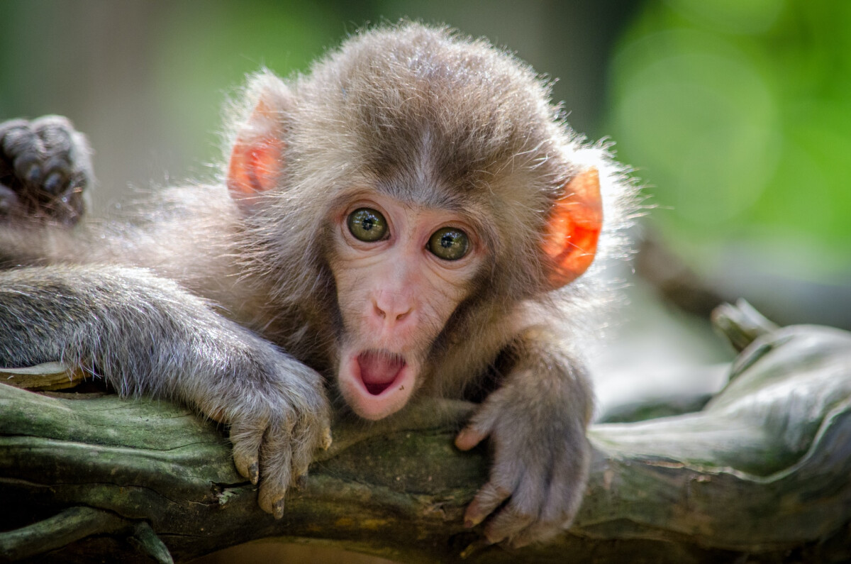 Eco-Friendly Crypto Chimpzee Announces Airdrop After Raising $1 Million in Presale – 30 Hours Left Until Price Rise