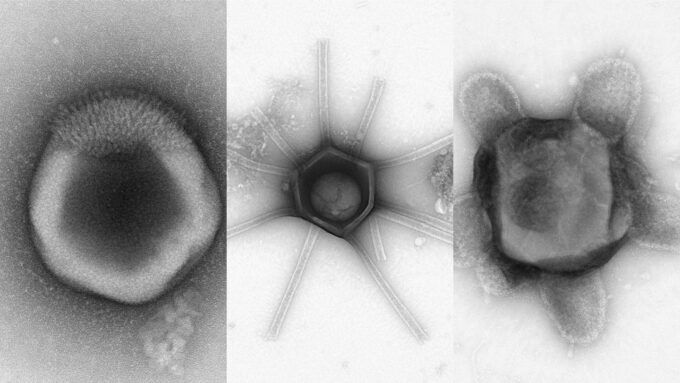 A fantastical world of potential giant viruses lurks beneath the soil