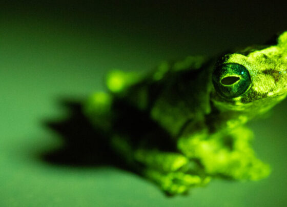 A photo of a small green Sarayacu tree frog sitting on a green background.