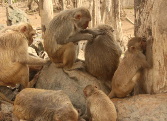 A photo of several beige-colored macaque monkeys sitting around on rocks.