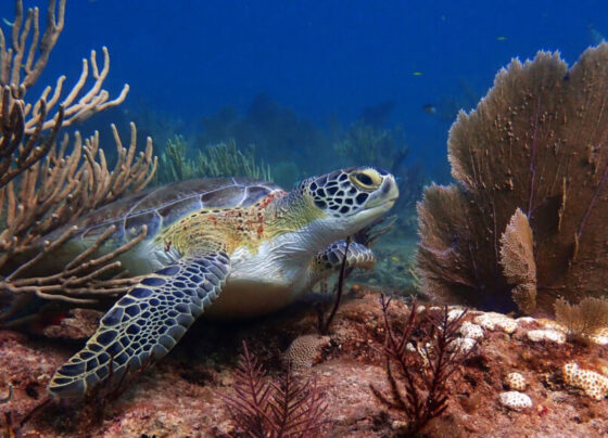 A sea turtle swims past clumps of elkhorn coral that have been bleached to a bright white color by environmental stress.