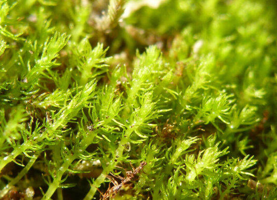 A photo of green moss.