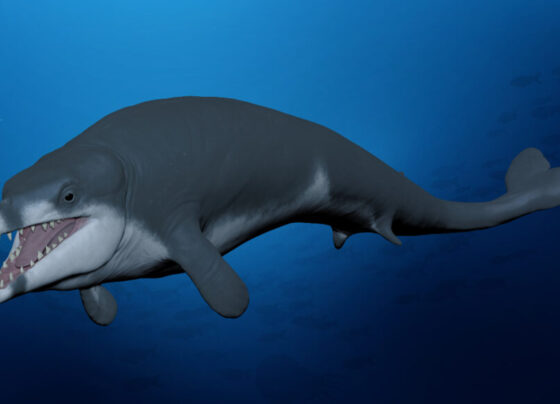 An illustration of the newly discovered ancient whale species.