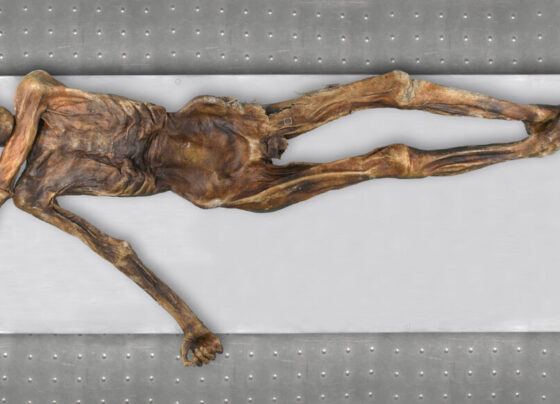 An overhead photo of the Iceman Ötzi mummy lying on a white table.