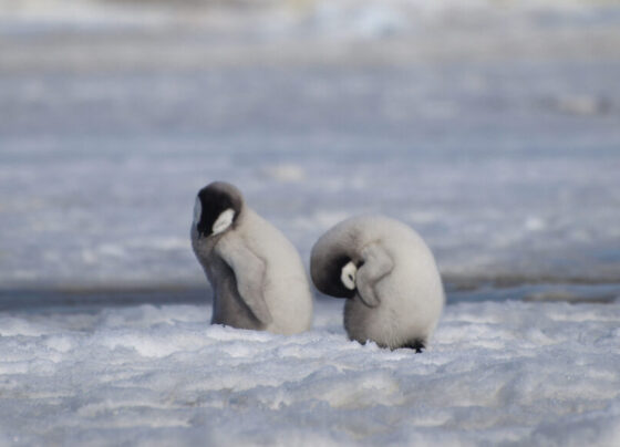 Two emperor penguin chicks stand on the ice. One has buried his head in his soft fur, while the other appears to be nodding off.