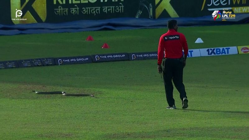 Snake invades cricket pitch mid-game. See the reaction