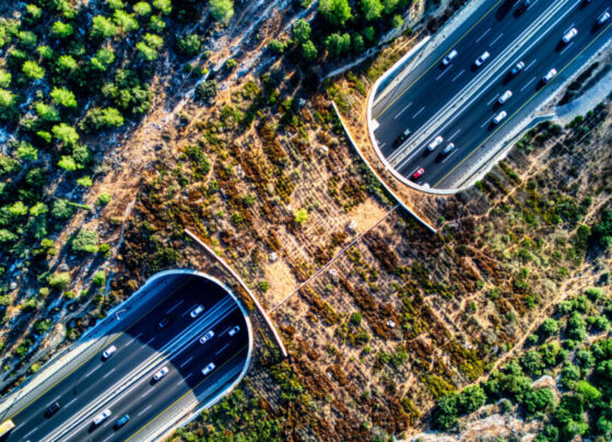 Photo of a wildlife crossing in Israel