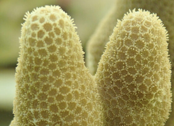 Two yellowish branches of a finger coral from the species Porites compressa are pictured.