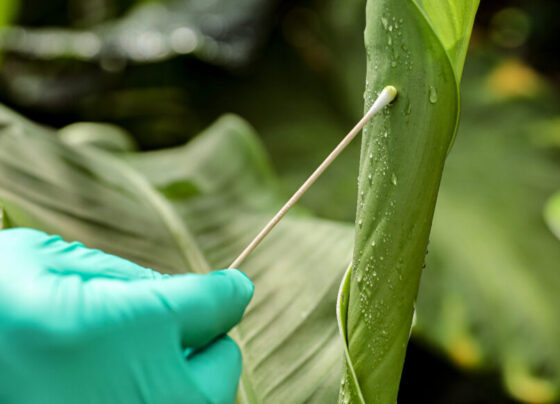 A gloved hand swaps a green leaf.