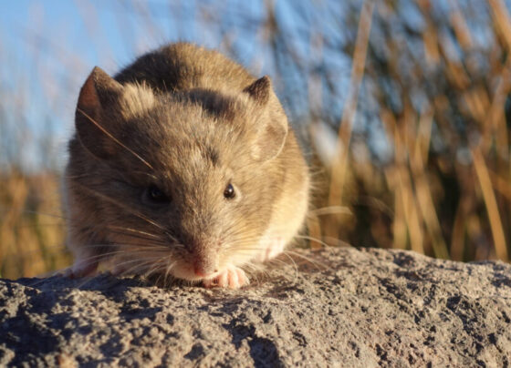 mouse at high altitude