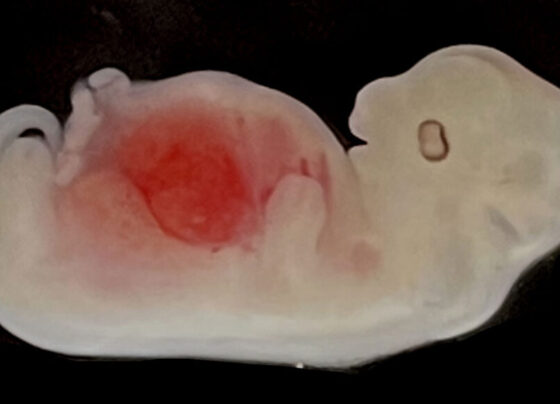 An image of a pig embryo seen from the side with a large patch of red visible in its stomach.