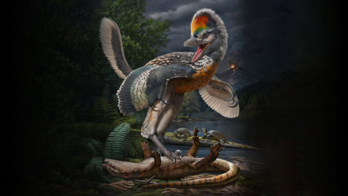 This newfound birdlike dinosaur had surprisingly long legs