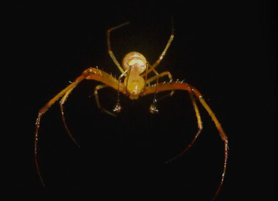 A photo of a Gelanor siquirres spider on a black background.