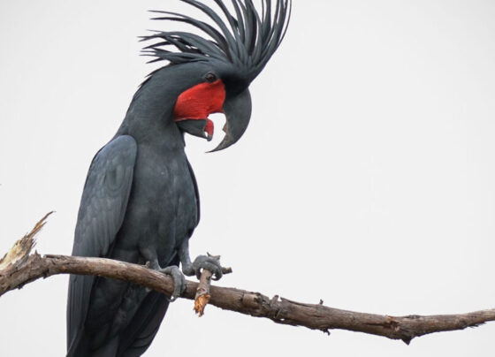 A photo of a black male palm cockatoo sitting on a branch.