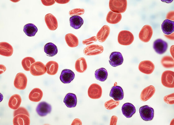 An image of red blood cells and blue lymphocytes.