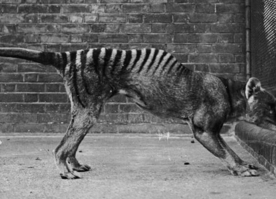 A photo from 1930 of a Tasmanian tiger.