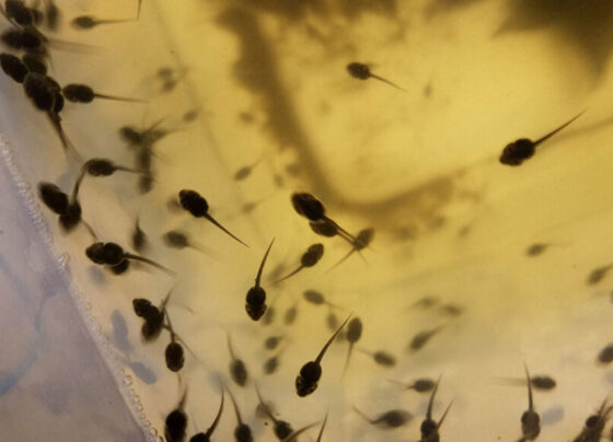 A photo of several wood frog egg masses floating in a yellowish-clear liquid.