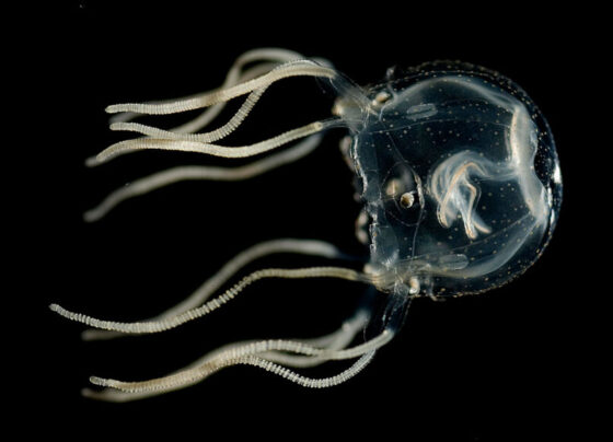 A photo of a Caribbean box jellyfish on a dark background.