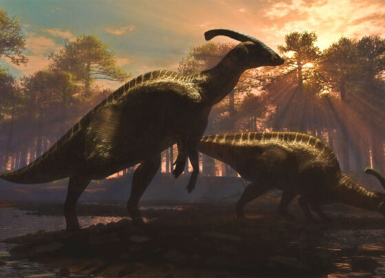 An illustration of two parasaurolophus walkeri dinosaurs.