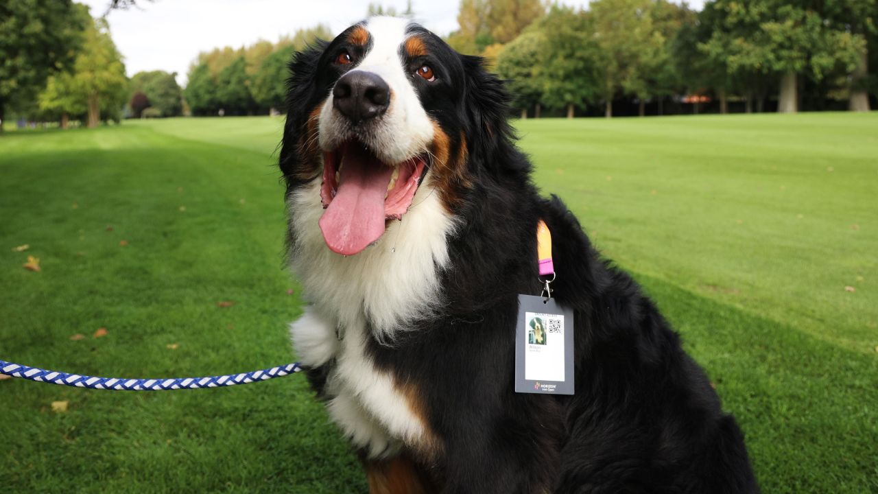 STRAFFAN, IRELAND - SEPTEMBER 06: Wilson, Dog owned by Padraig Harrington of Ireland (not pictured) poses for a photo during the Pro-Am prior to the Horizon Irish Open at The K Club on September 06, 2023 in Straffan, Ireland. (Photo by Oisin Keniry/Getty Images)