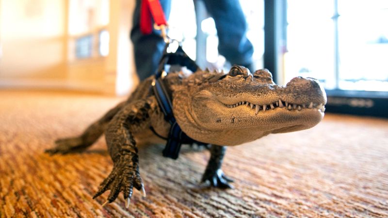 Emotional support alligator Wally barred from entering Phillies’ stadium, but owner still hopes to bring playoff luck