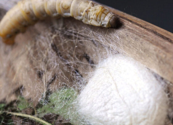 A photo of a silk worm next to a large collection of silk strands.