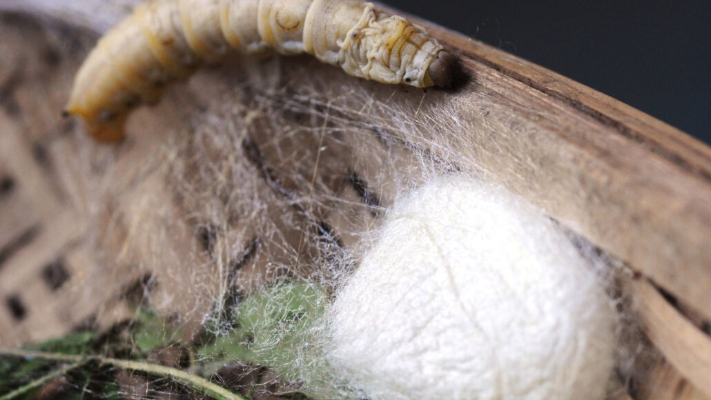 In a first, genetically modified silkworms produced pure spider silk