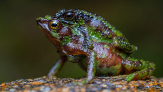 A global report finds amphibians are still in peril. But it’s not all bad news