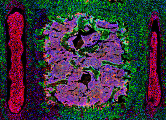 An image of newly discovered stem cells shown in green.