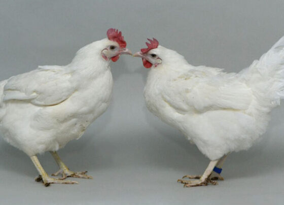 A photo of two similar-looking white chickens looking at each other.