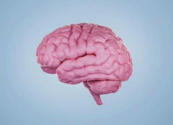 a pink brain model on a blue background