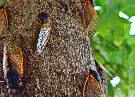 A photo of several cicadas resting on the trunk of a tree with leaves in the background.