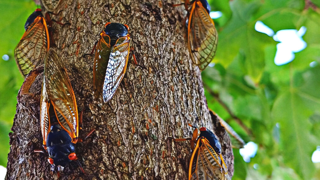 Scientists debunked a long-standing cicada myth by analyzing their guts