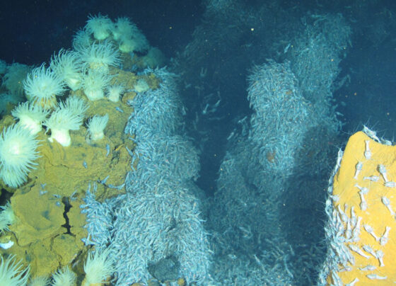 An underwater photo of the sea anemone alvinactis idsseensis in the Indian Ocean's Edmond vent field.