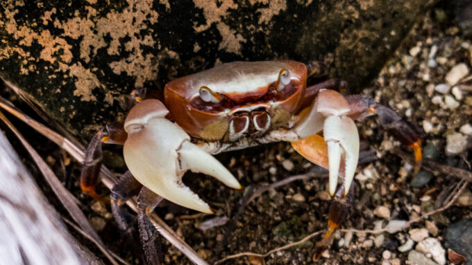 Crabs left the sea not once, but several times, in their evolution
