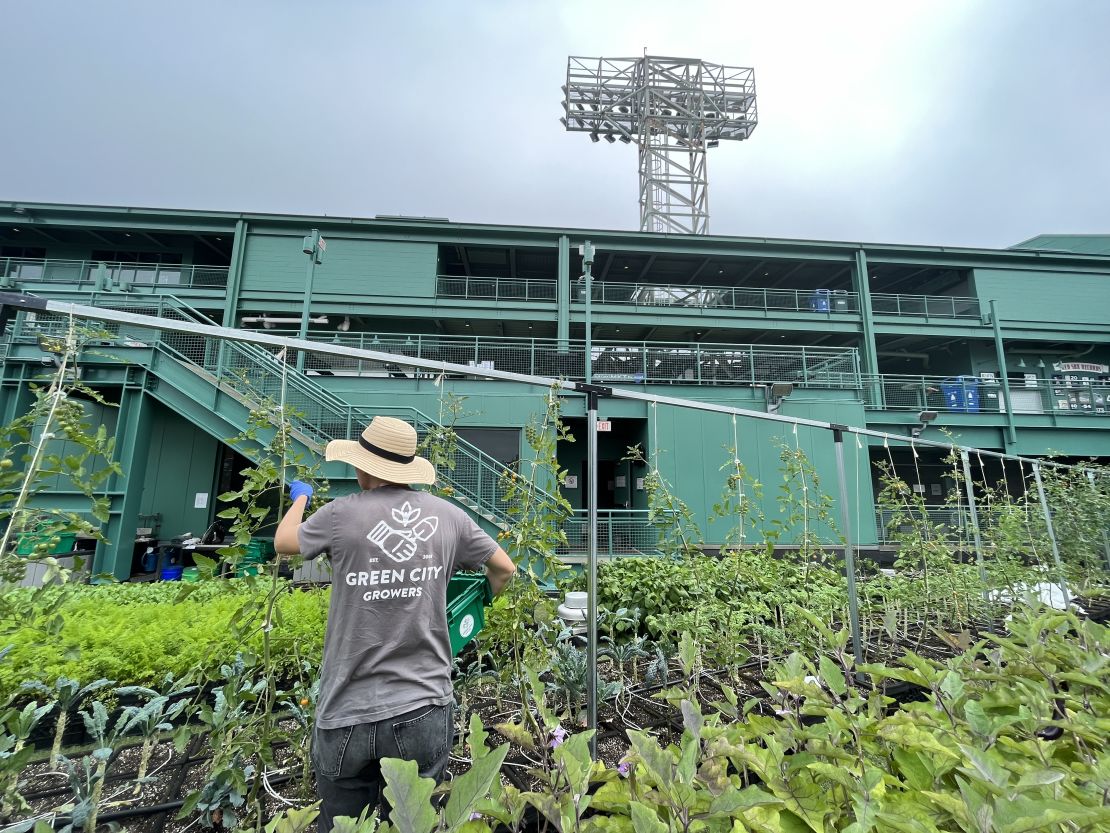 Haley Bergeron harvests cherry tomatoes in the shadow of iconic Fenway Park.