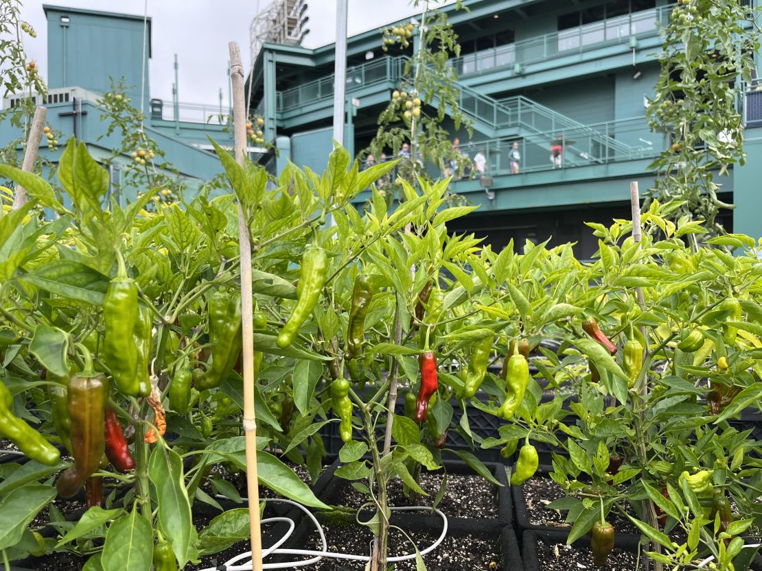 A tour group of visitors (pictured, in the background) approaches an area overlooking the farm. That high visibility is what helps set this urban farm apart from others. Green City estimates roughly 500,000 children and adults encounter the space every year.