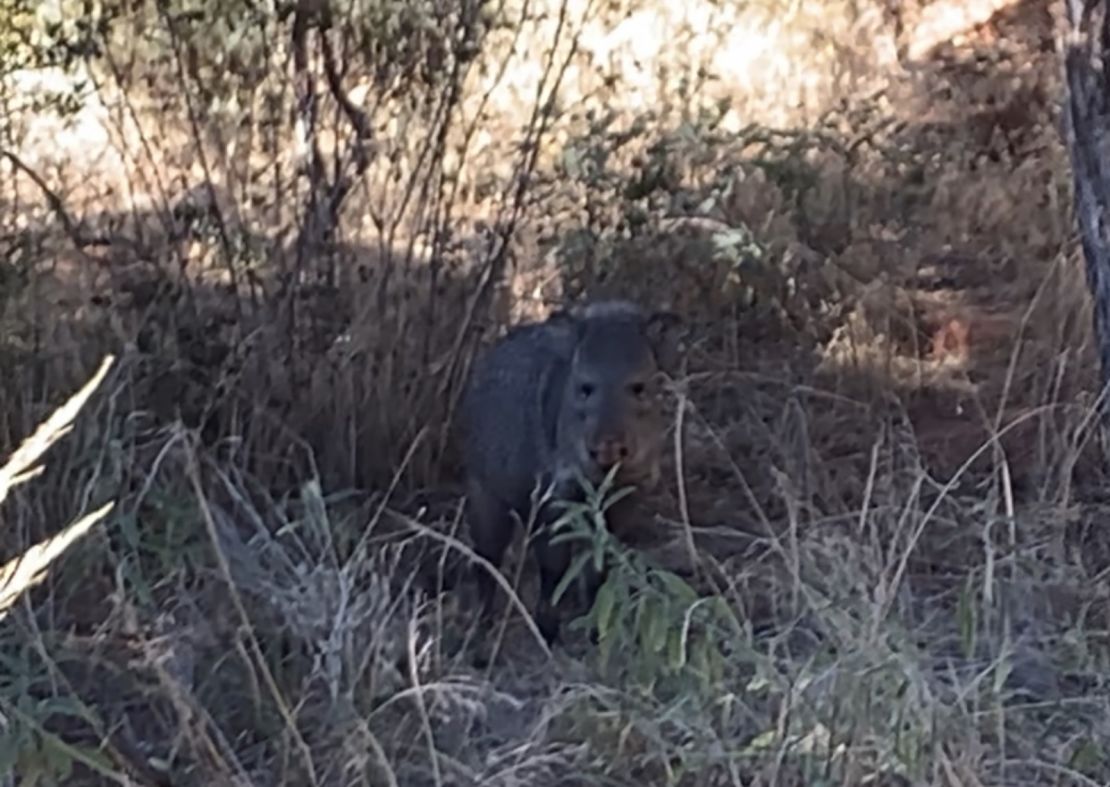 Story on Seven Canyons golf club in Arizona, who have been dealing with extensive damages from Javelina (also known as collared peccary or musk hog), who have been turning over the course turf in search of food. Interview with course general manager Dave Bisbee, with pictures provided by assistant superintendent Em Casey, who provided pictures.