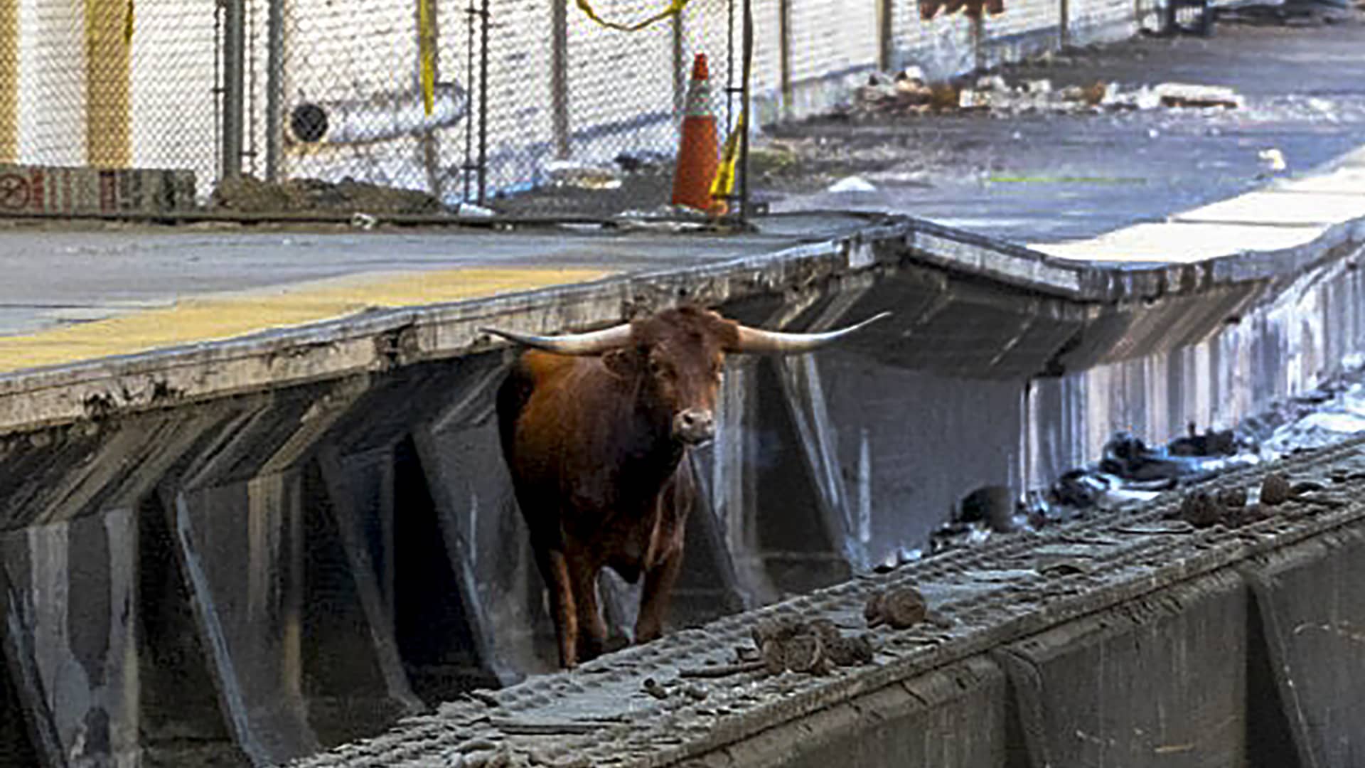 Bull on the tracks delays trains in New York, New Jersey