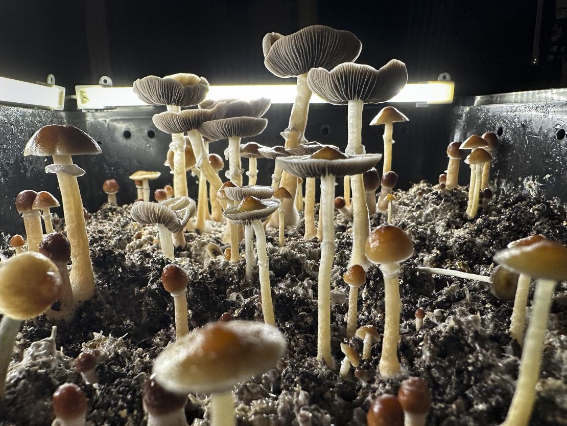 FAIRFIELD COUNTY, CONNECTICUT - JULY 28: Psilocybin mushrooms stand ready for harvest in a humidified "fruiting chamber" in the basement of a private home on July 28, 2023 in Fairfield County, Connecticut. Recent studies have suggested that psilocybin mushrooms, also known as "magic mushrooms" have shown promise in combating anxiety, anorexia, depression, PTSD, obsessive-compulsive disorder and various forms of substance abuse. Scientists say psilocybin may promote neuroplasticity, a rewiring of the brain that gives patients fresh perspectives on longstanding psychiatric problems. Although psilocybin is classified in the U.S. as a Schedule 1 substance, making it illegal by federal law, many municipalities throughout the United States, as well as the state of Colorado have moved to decriminalize it locally. Oregon has legalized the adult use of mushrooms, which currently must be administered within regulated "psilocybin service centers." (Photo by John Moore/Getty Images)