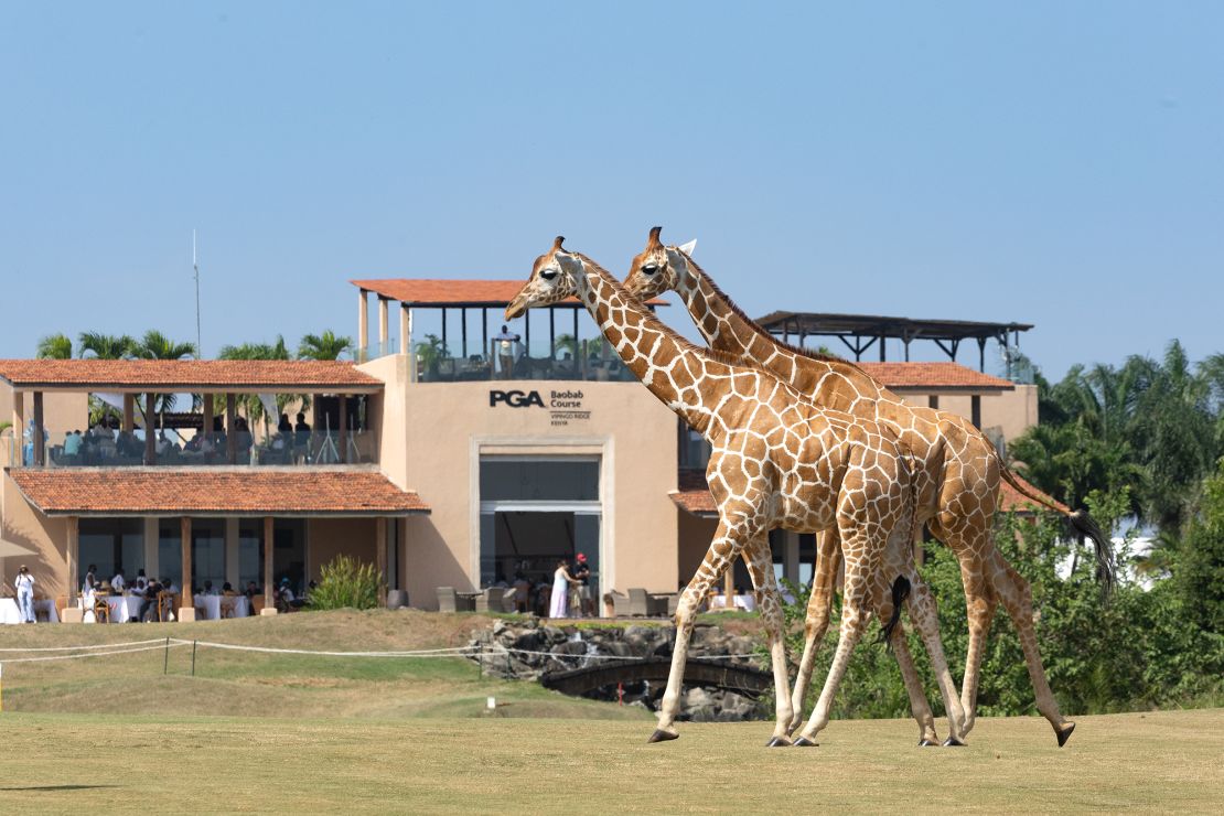 Two giraffes cross the 18th fairway during the final round.