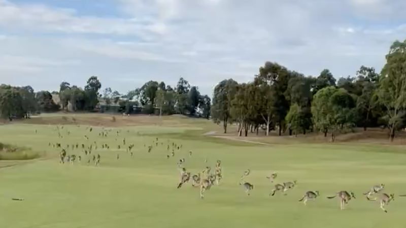 Mob of hopping kangaroos invade Australian golf course