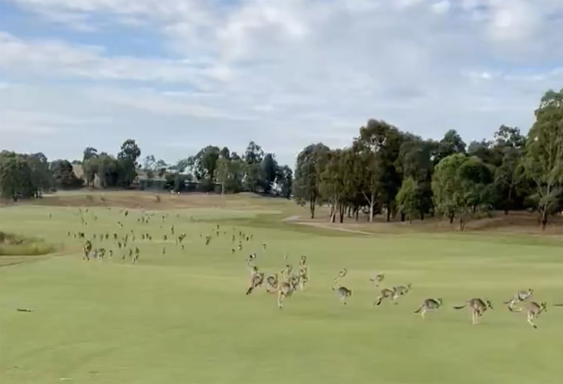 The kangaroos flood down the fourth fairway.