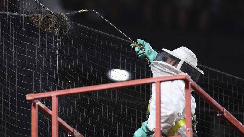 Swarm of bees delays Arizona Diamondbacks vs. Los Angeles game in Arizona. A ‘MVP’ beekeeper came to the rescue