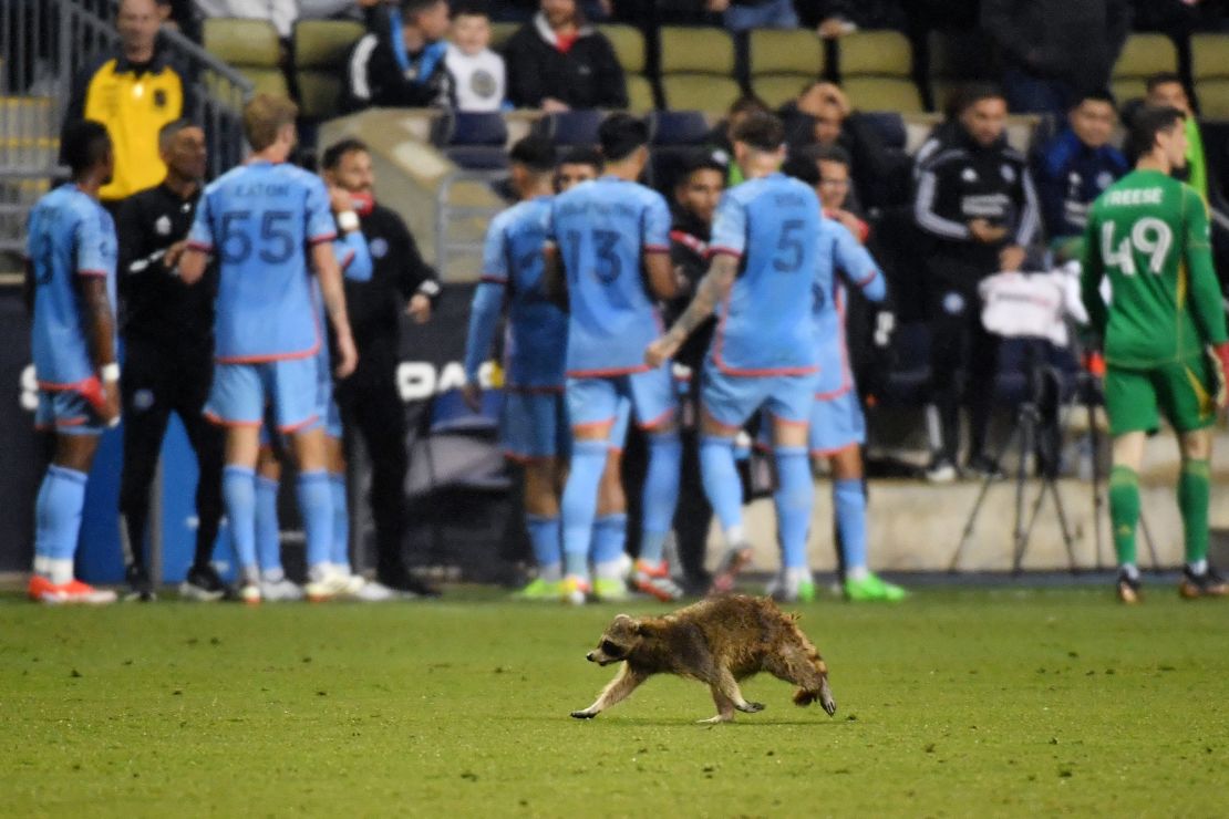 Raquinho the raccoon was eventually captured and later released.