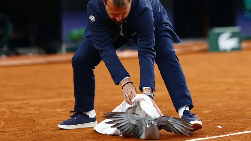 Umpire rescues pigeon during French Open match