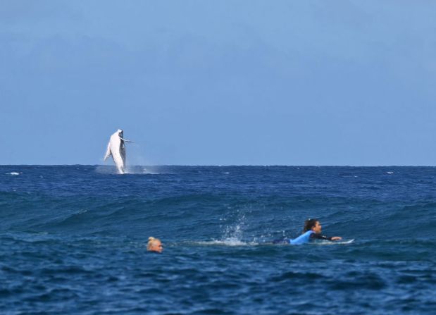 A whale is seen in the background during the surfing semifinals in Tahiti on August 5.