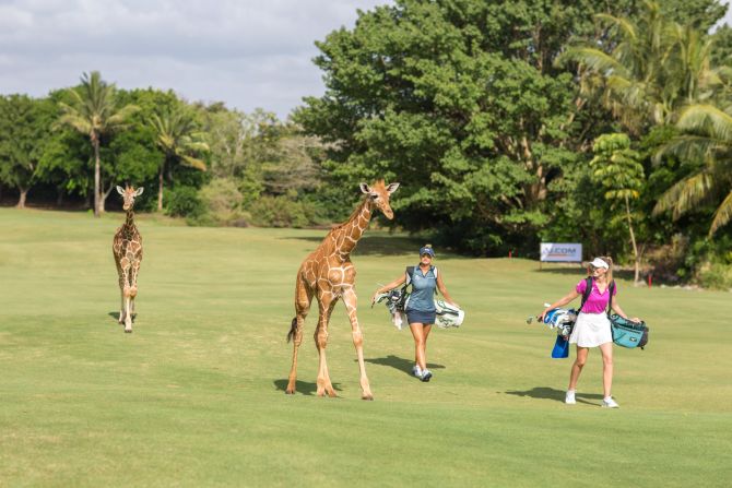 At <strong>Vipingo Ridge</strong> in Kenya, Africa's only PGA-accredited golf course, an array of wildlife freely <a href="https://www.cnn.com/travel/article/vipingo-ridge-kenya-golf-animals-pga-spt-spc-intl/index.html" target="_blank">roams the greens</a> and fairways. Doubling up as a sanctuary for giraffes, zebras, and other species, the course has hosted the Magical Kenya Ladies Open, an event on the Ladies European Tour.