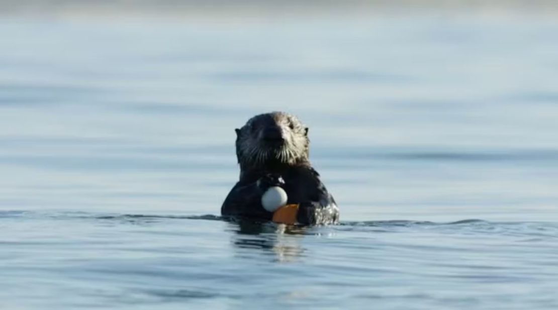 A sea otter holds a golf ball in the Monterey Bay National Marine Sanctuary.